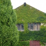 Vrste konstrukcija za uređenje vertikalnog vrtlarstva